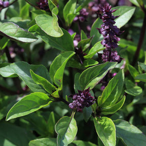 Ocimum basilicum var. thyrsiflora - Thaise basilicum - Kruidenplanten
