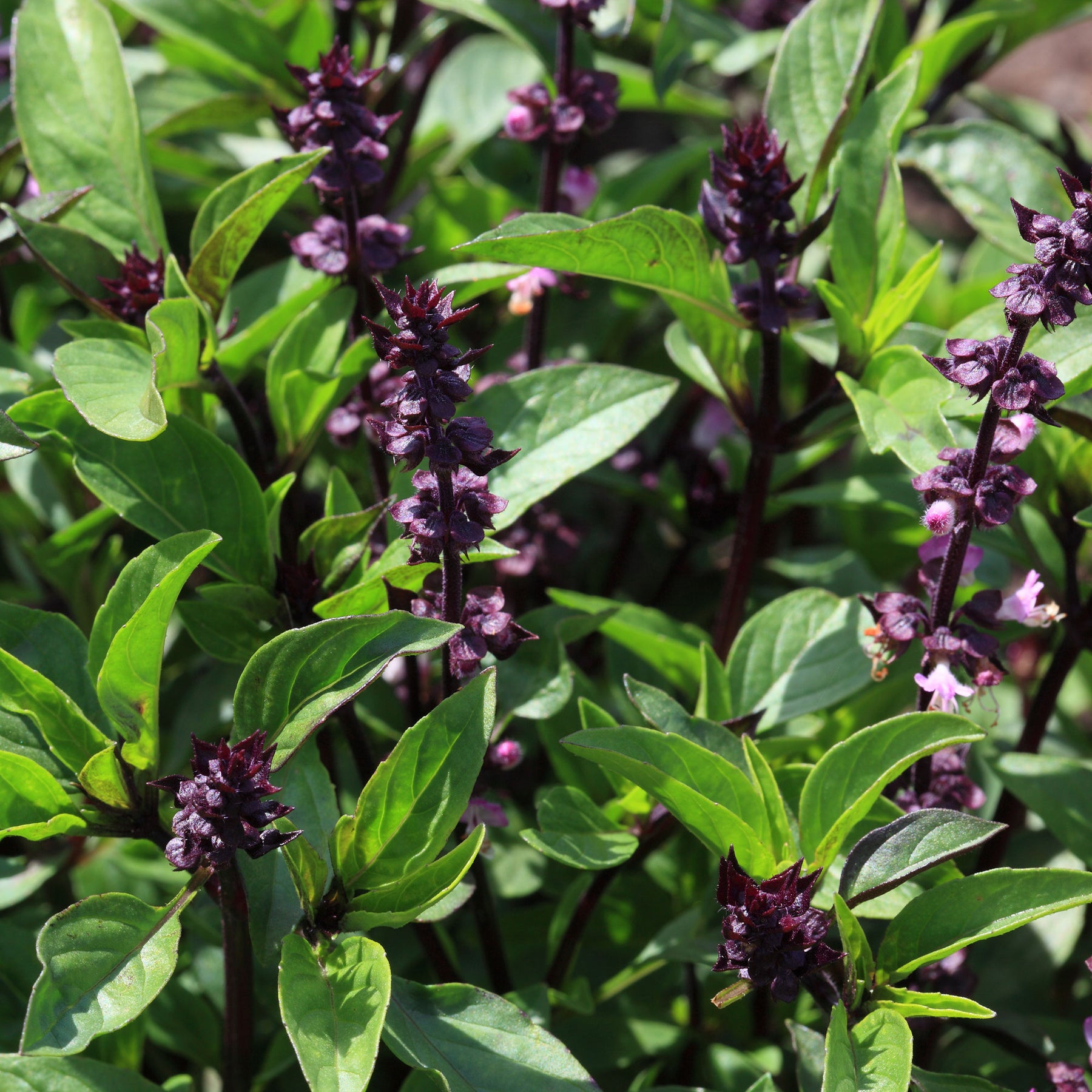 Thaise basilicum - Ocimum basilicum var. thyrsiflora - Willemse