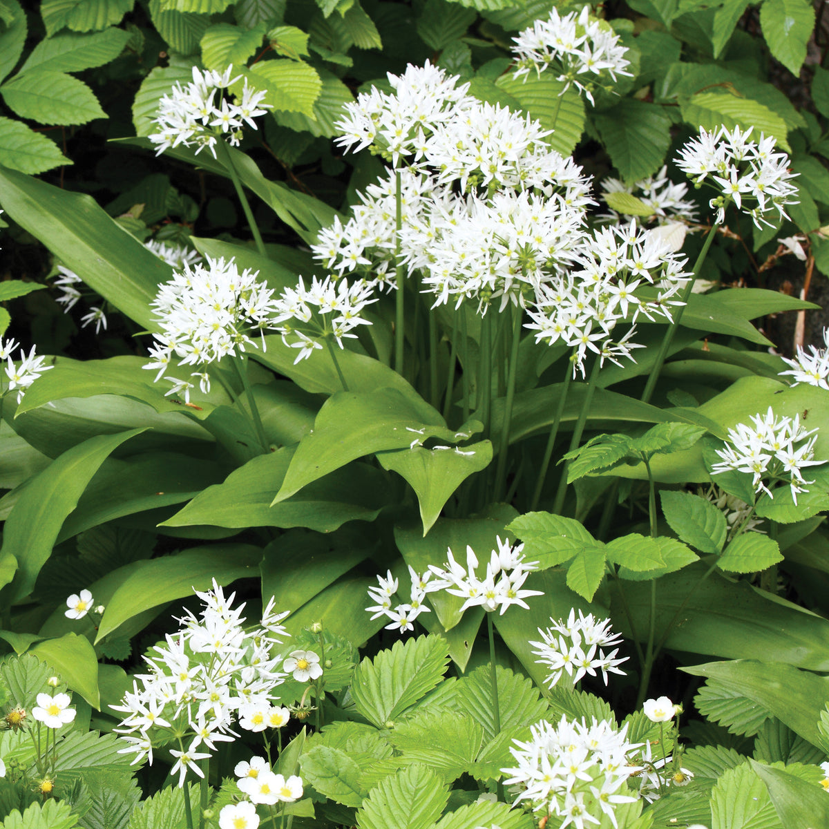 Wilde knoflook - Allium ursinum - Willemse