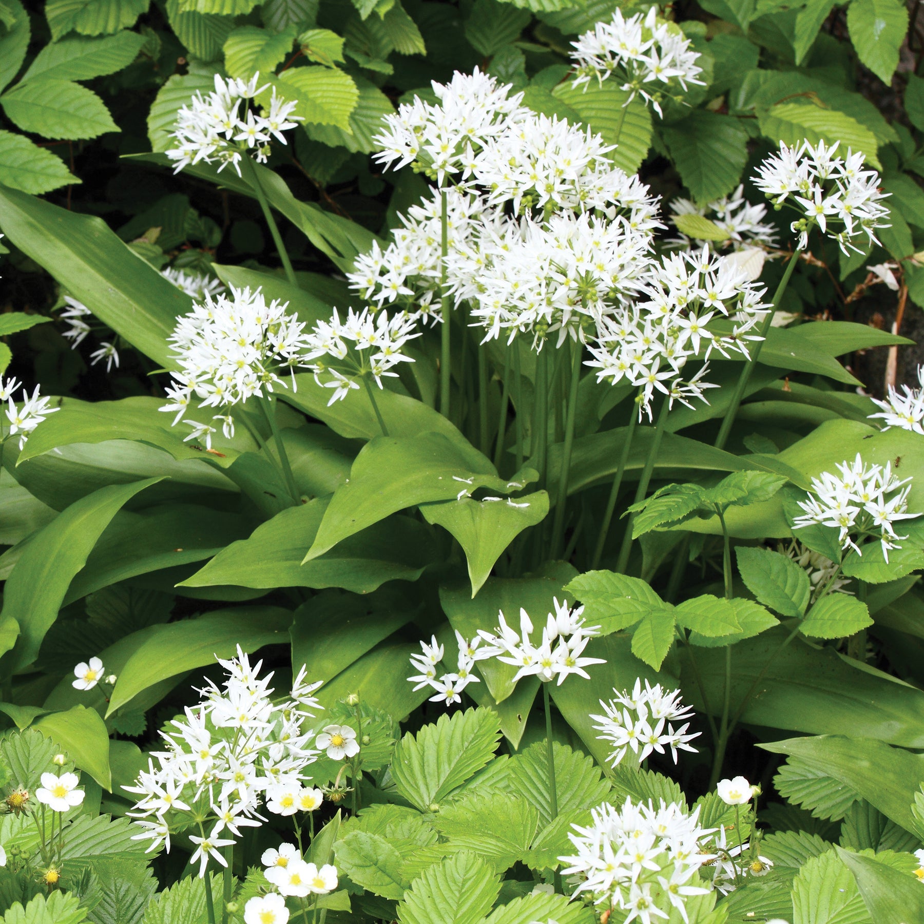Wilde knoflook - Allium ursinum - Willemse