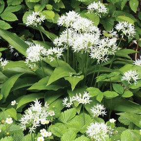 Wilde knoflook - Allium ursinum - Willemse