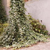 Klimop 'Goldchild' - Hedera helix Goldchild - Willemse