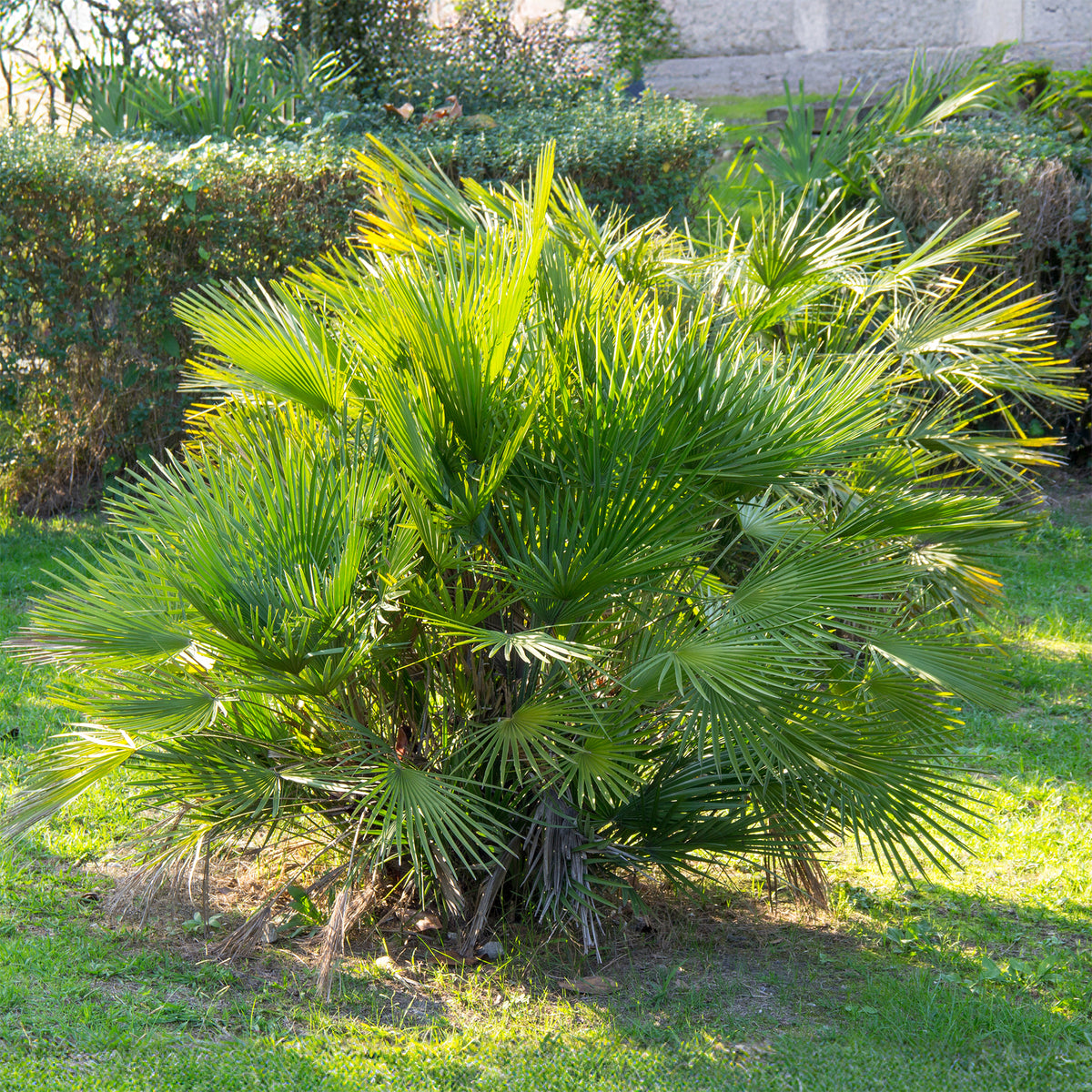 Tuin palmboom - Chamaerops humilis - Willemse