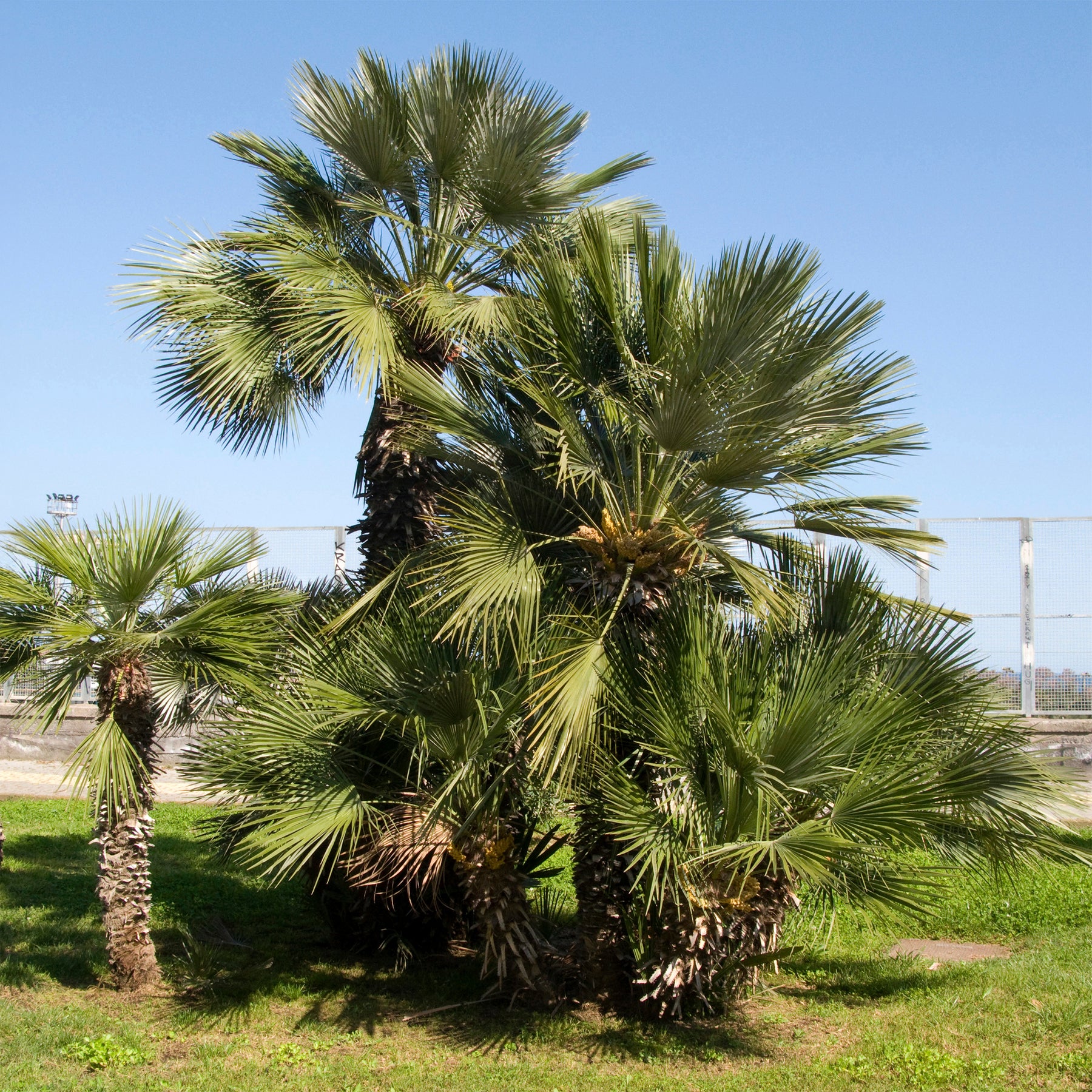 Tuin palmboom - Willemse