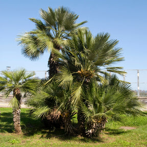 Tuin palmboom - Willemse