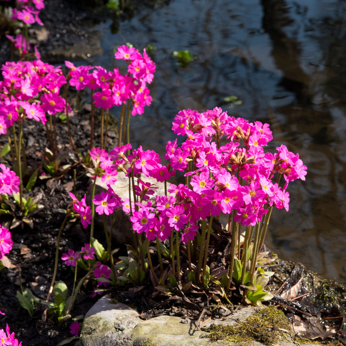Sleutelbloem rood - Primula rosea grandiflora - Willemse
