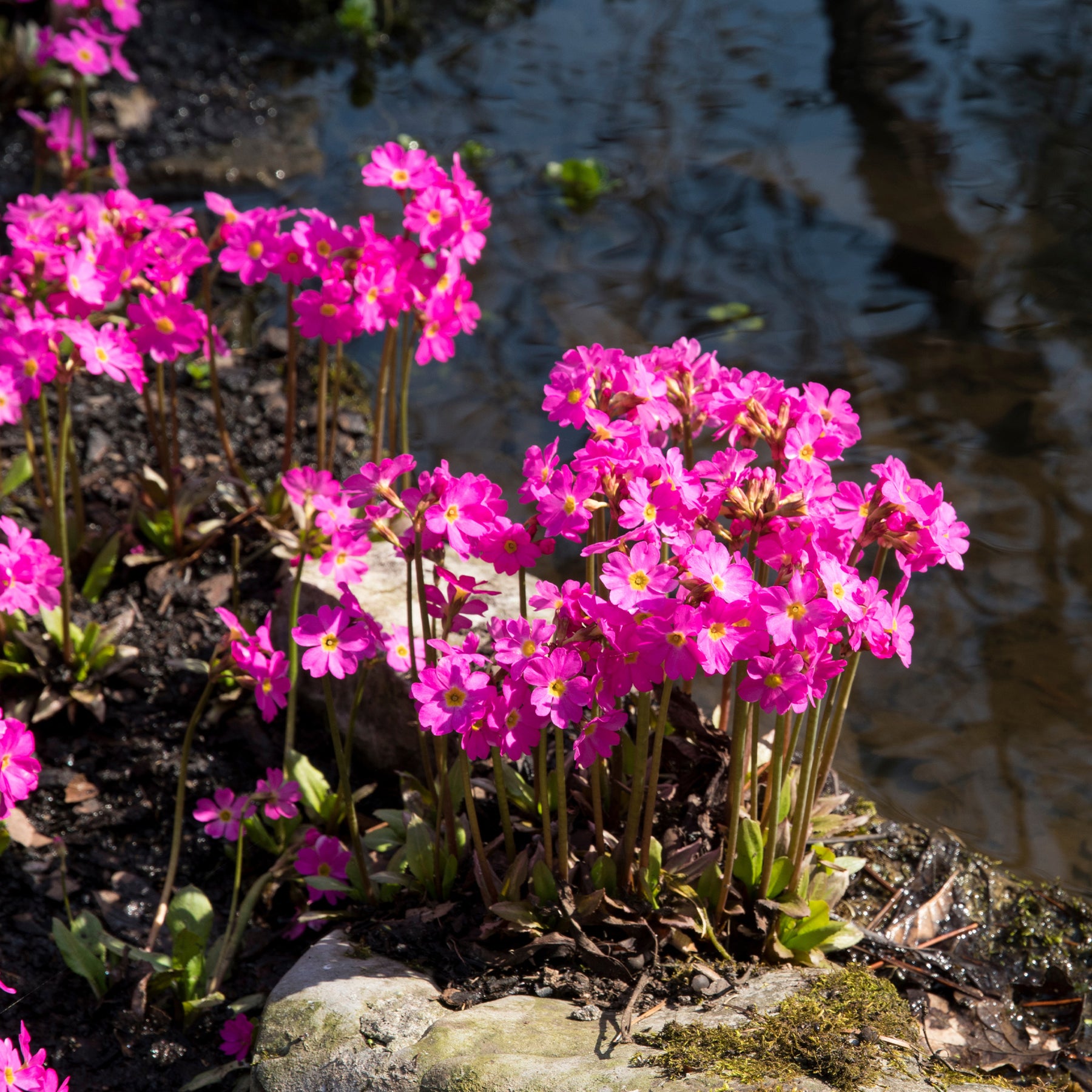 Sleutelbloem rood - Primula rosea grandiflora - Willemse