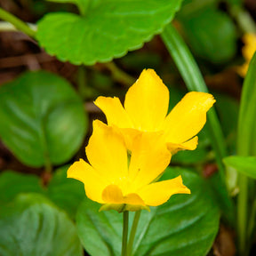Penningkruid - Lysimachia nummularia - Willemse