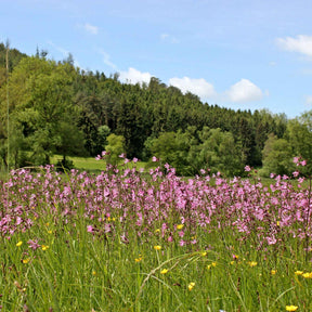 Lychnis flos-cuculi - Echte koekoeksbloem - Alle vijverplanten
