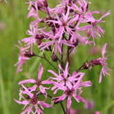 Echte koekoeksbloem - Lychnis flos-cuculi - Vijverplanten