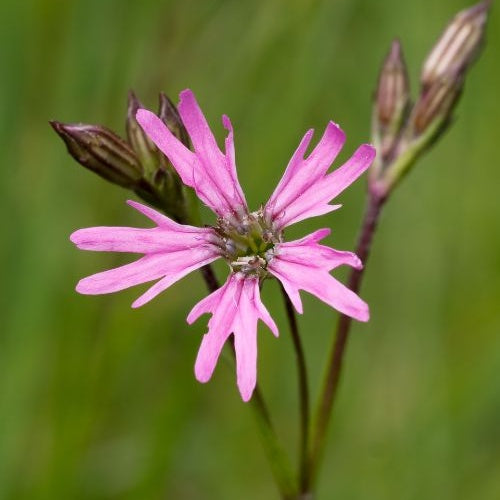 Echte koekoeksbloem - Lychnis flos-cuculi