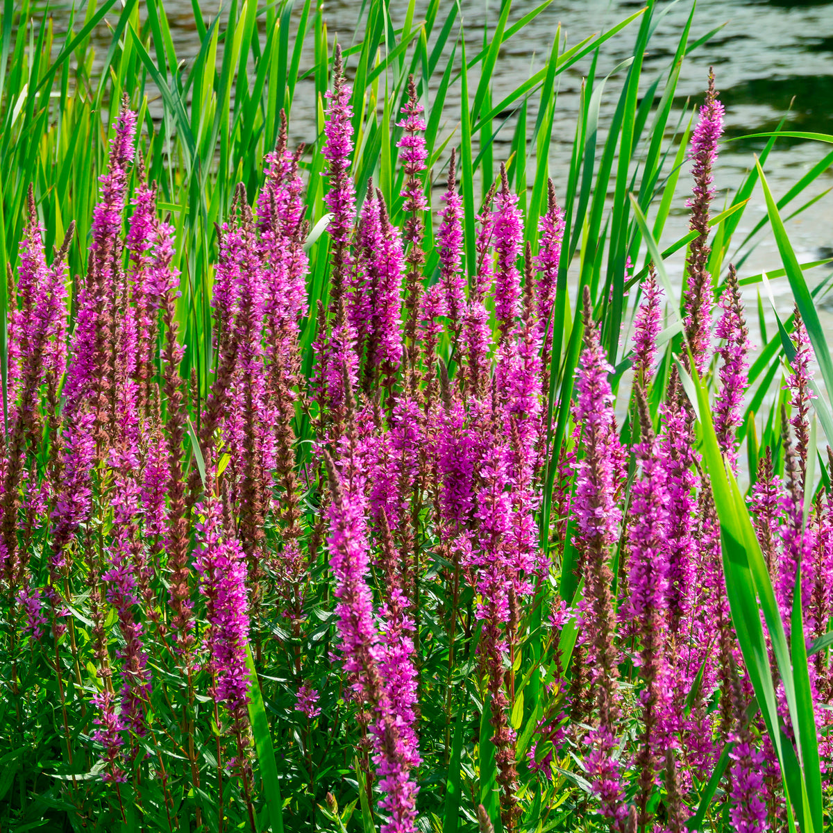 Alle vijverplanten - Kattestaart - Lythrum salicaria