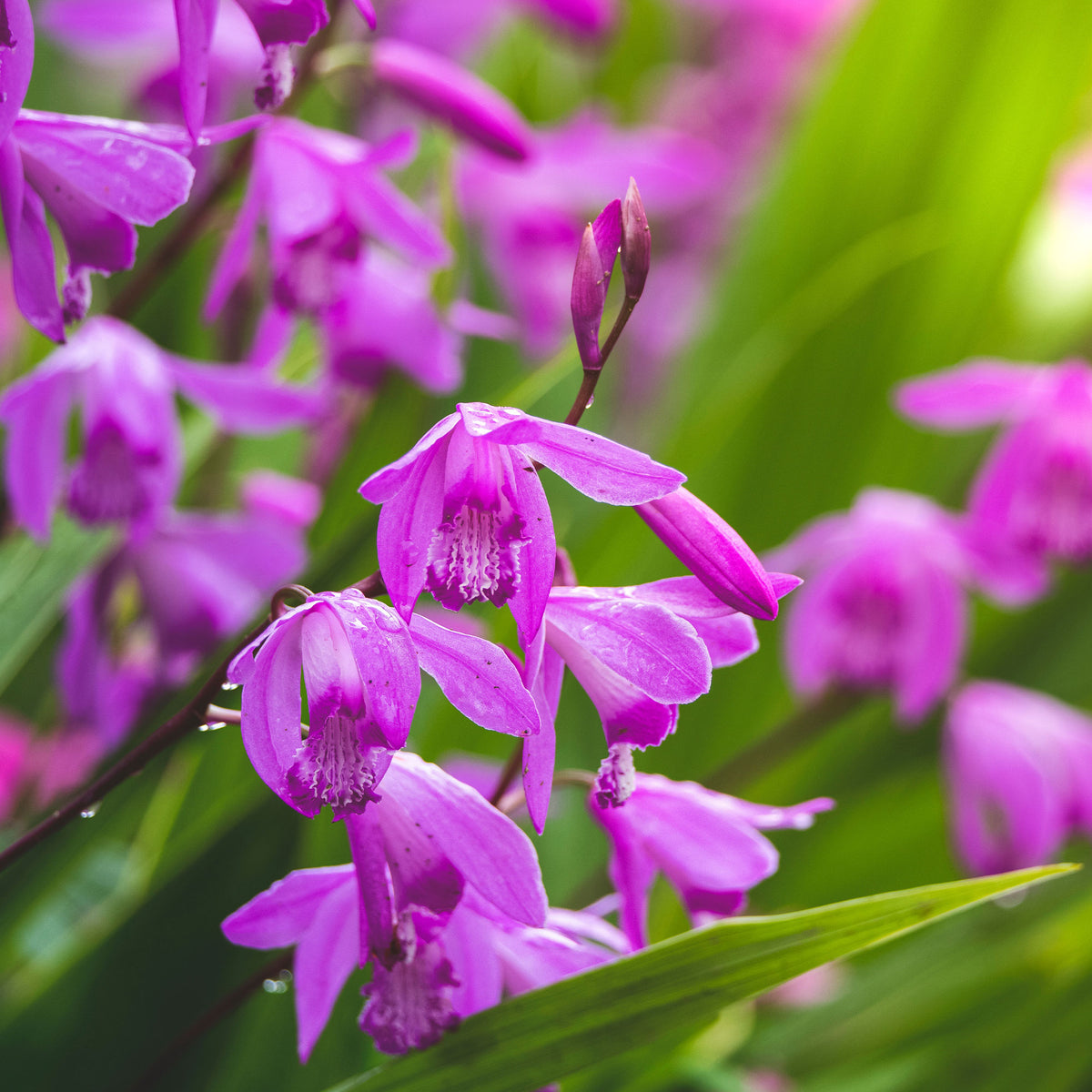 Bletilla striata - Hyacint Orchidee - Alle vijverplanten