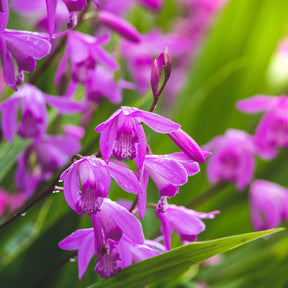Bletilla striata - Hyacint Orchidee - Alle vijverplanten