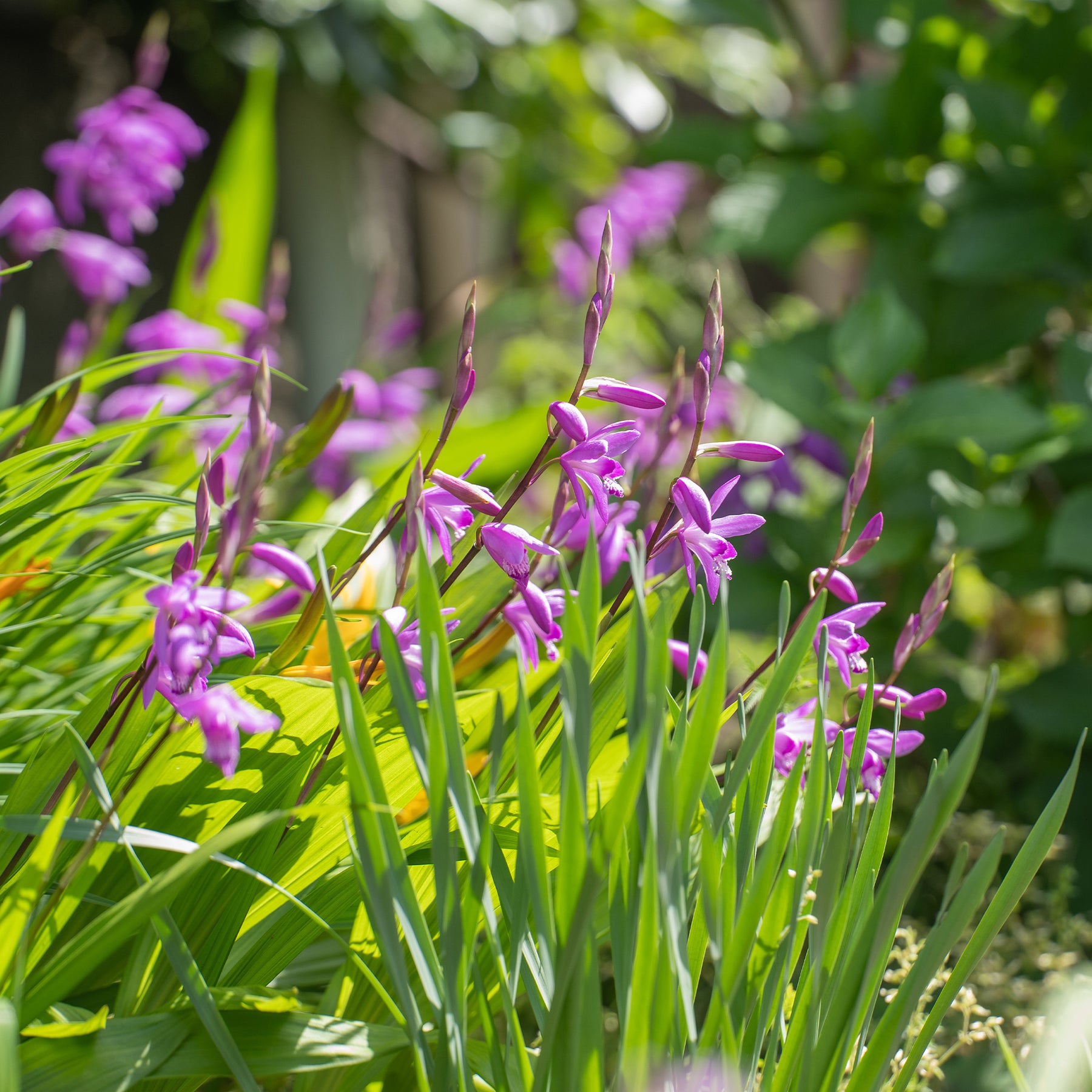 Hyacint Orchidee - Willemse