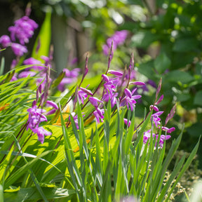 Hyacint Orchidee - Willemse