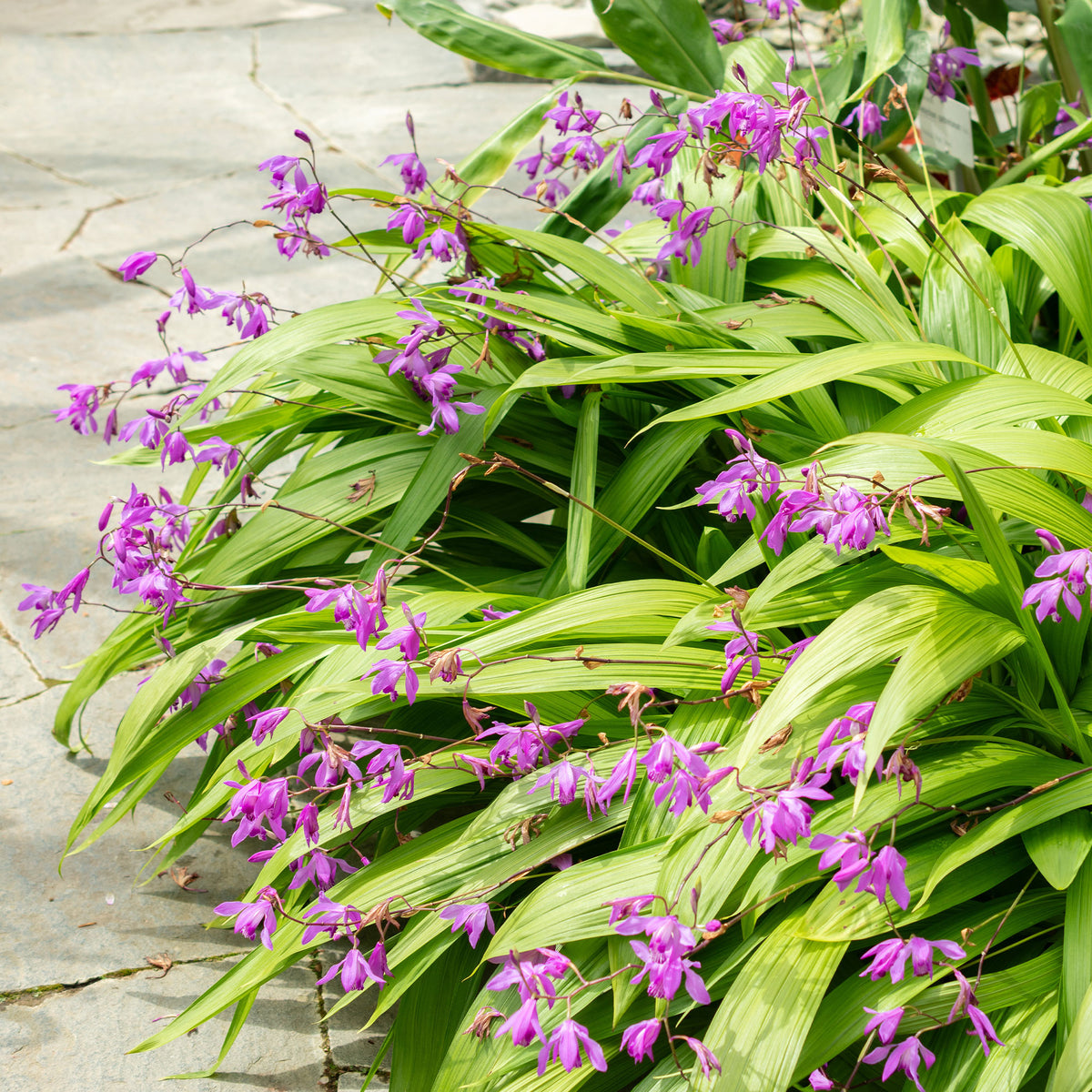Hyacint Orchidee - Bletilla striata - Willemse