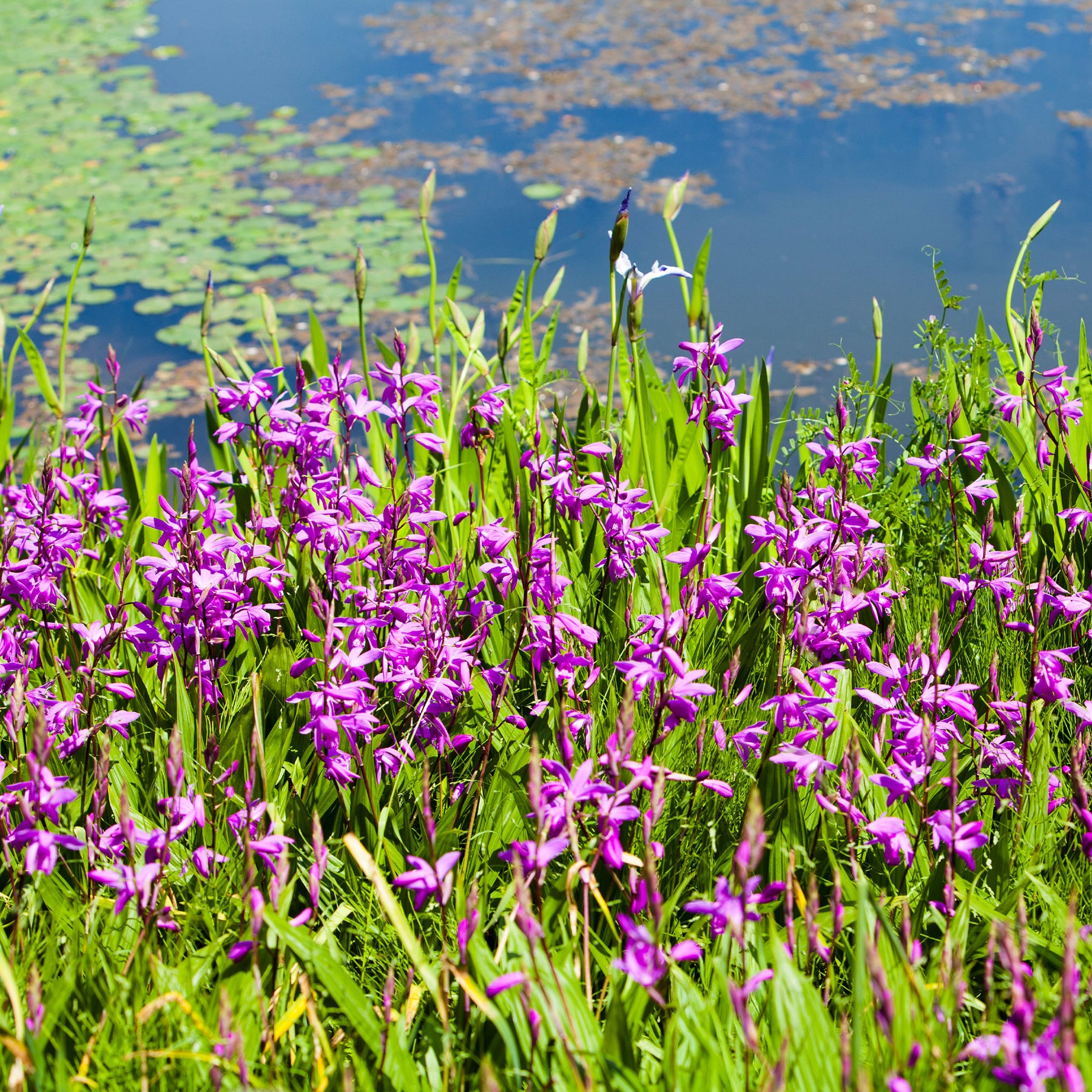 Alle vijverplanten - Hyacint Orchidee - Bletilla striata