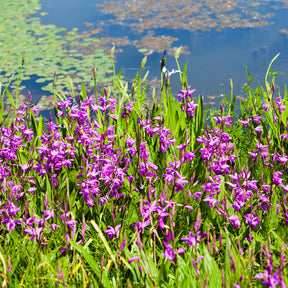 Alle vijverplanten - Hyacint Orchidee - Bletilla striata