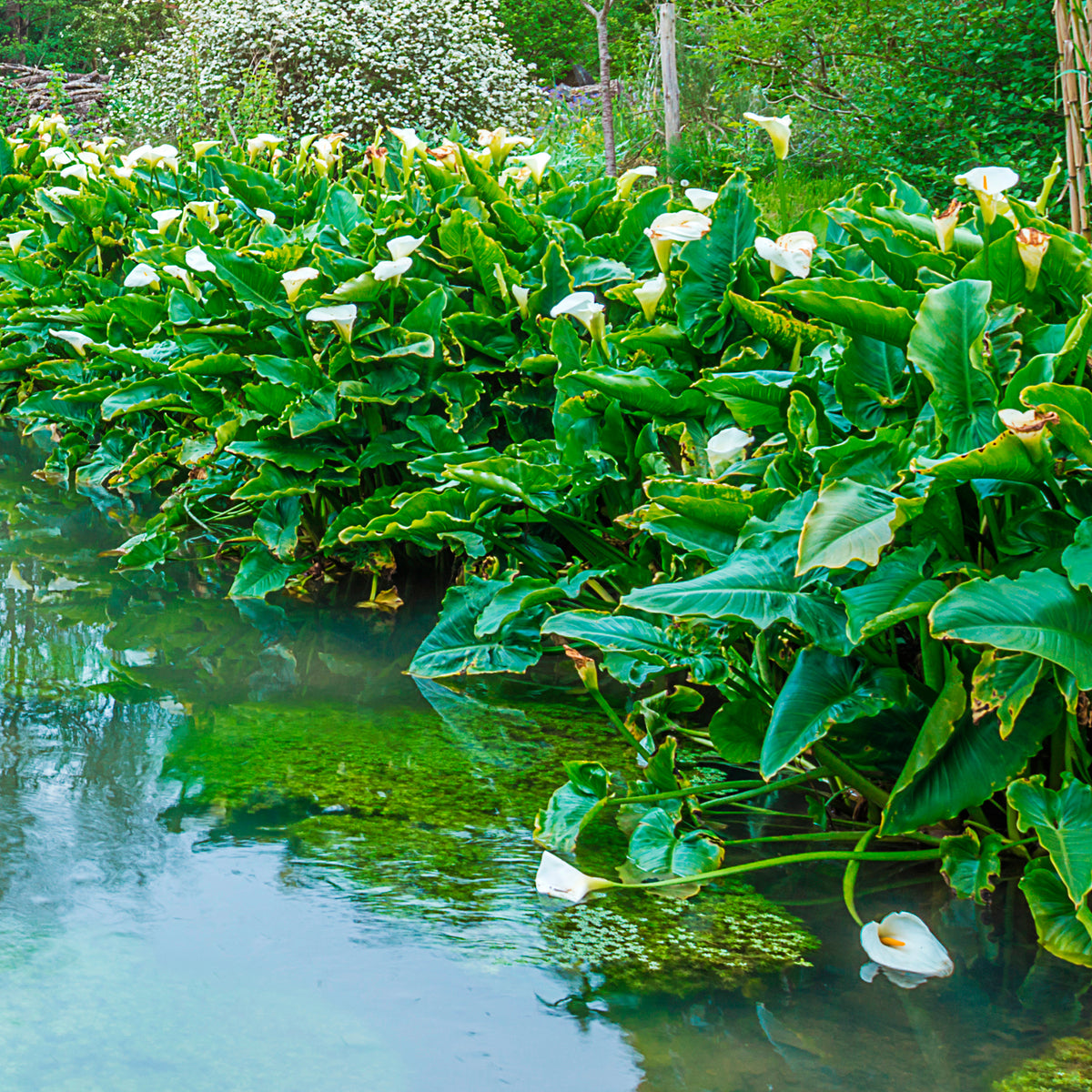Zantedeschia aethiopica - Ethiopische witte aronskelk - Alle vijverplanten