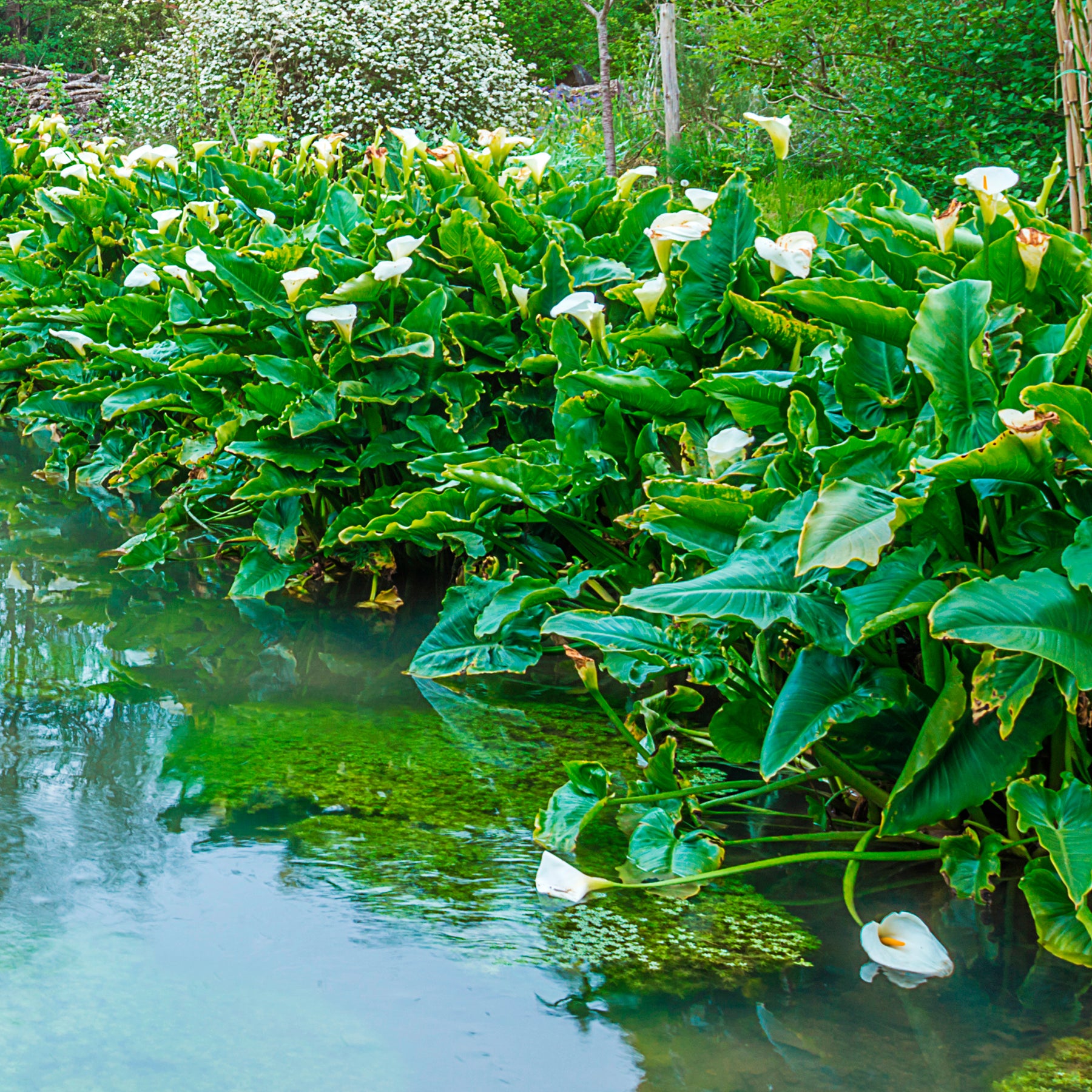 Zantedeschia aethiopica - Ethiopische witte aronskelk - Alle vijverplanten