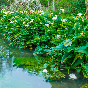 Zantedeschia aethiopica - Ethiopische witte aronskelk - Alle vijverplanten