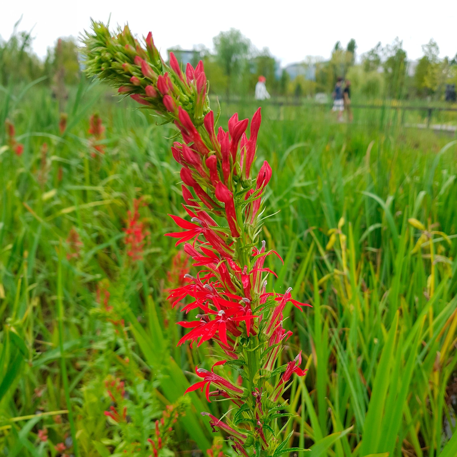Scharlaken Lobelia - Lobelia cardinalis - Willemse