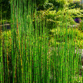Equisetum japonicum - Japanse paardenstaart - Alle vijverplanten