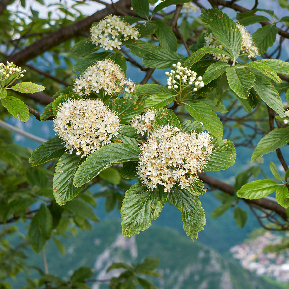 Wollige sneeuwbal - Willemse