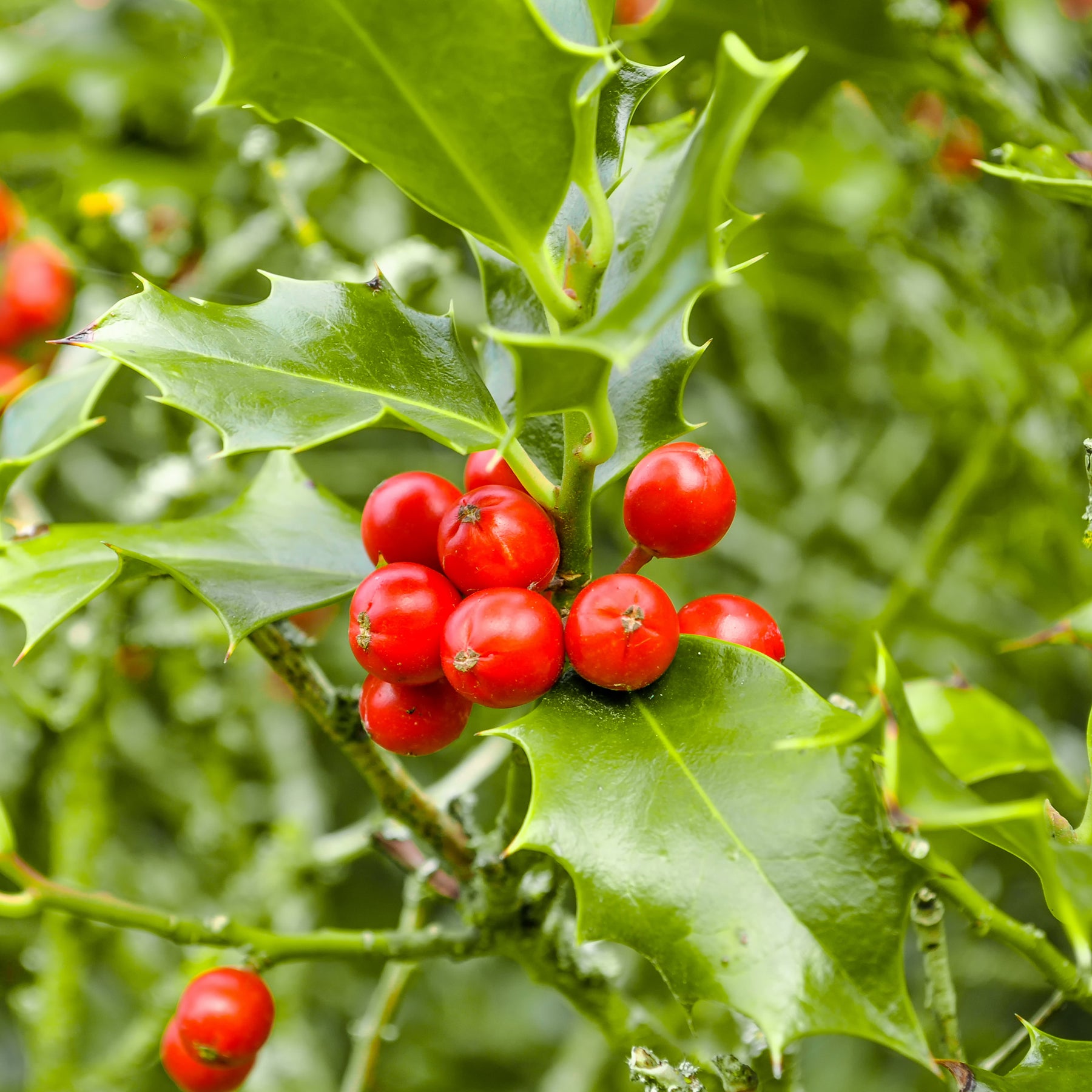 Bloeiende heesters - Hulsthaag - Ilex aquifolium