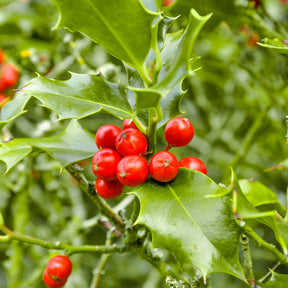 Bloeiende heesters - Hulsthaag - Ilex aquifolium