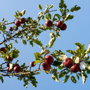 Appelboom 'Baya Marisa'