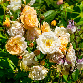 Roos 'Ghislaine de Féligonde' - Willemse