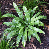 Tongvaren 9 cm pot - Willemse