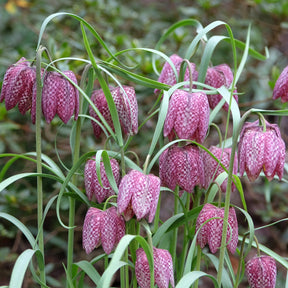 Kievitsbloemen gemengd (x30)