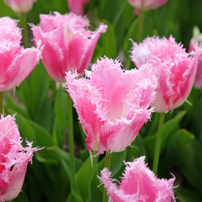 Gefranjerde tulp Huis ten Bosch (x20)