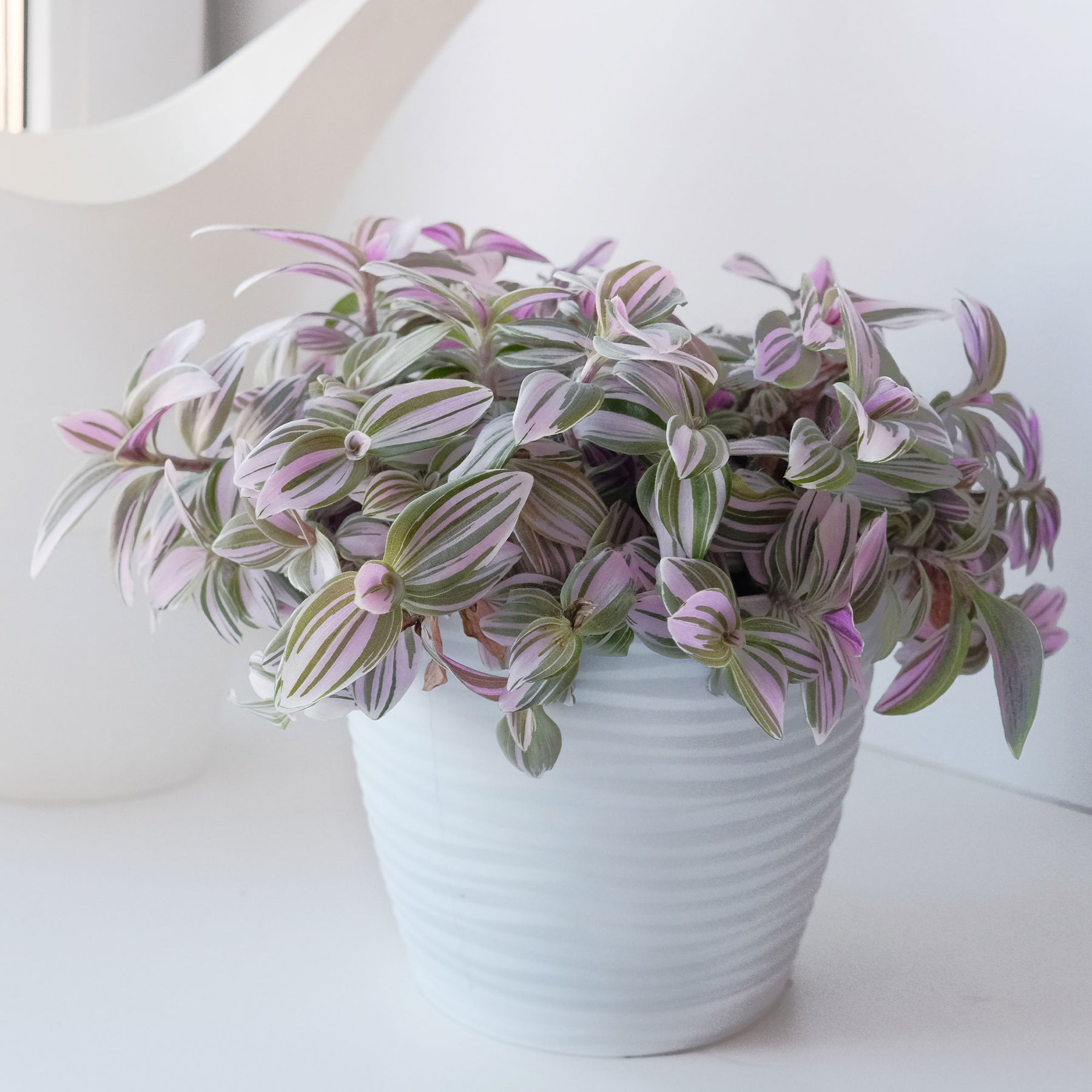 Tradescantia zebrina - Willemse
