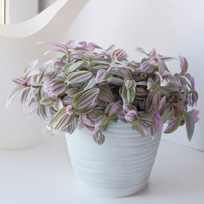 Tradescantia zebrina - Willemse
