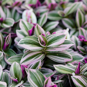 Hangplanten voor binnen - Tradescantia zebrina - Tradescantia Nanouk