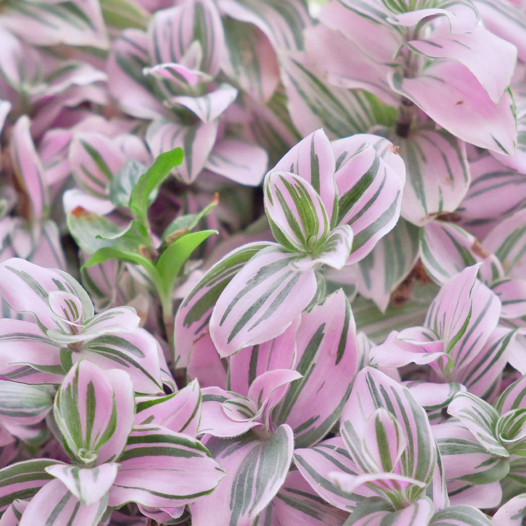 Tradescantia zebrina - Tradescantia Nanouk - Willemse