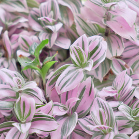 Tradescantia zebrina - Tradescantia Nanouk - Willemse