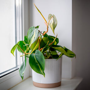 Philodendron Monstera Brasil - Willemse