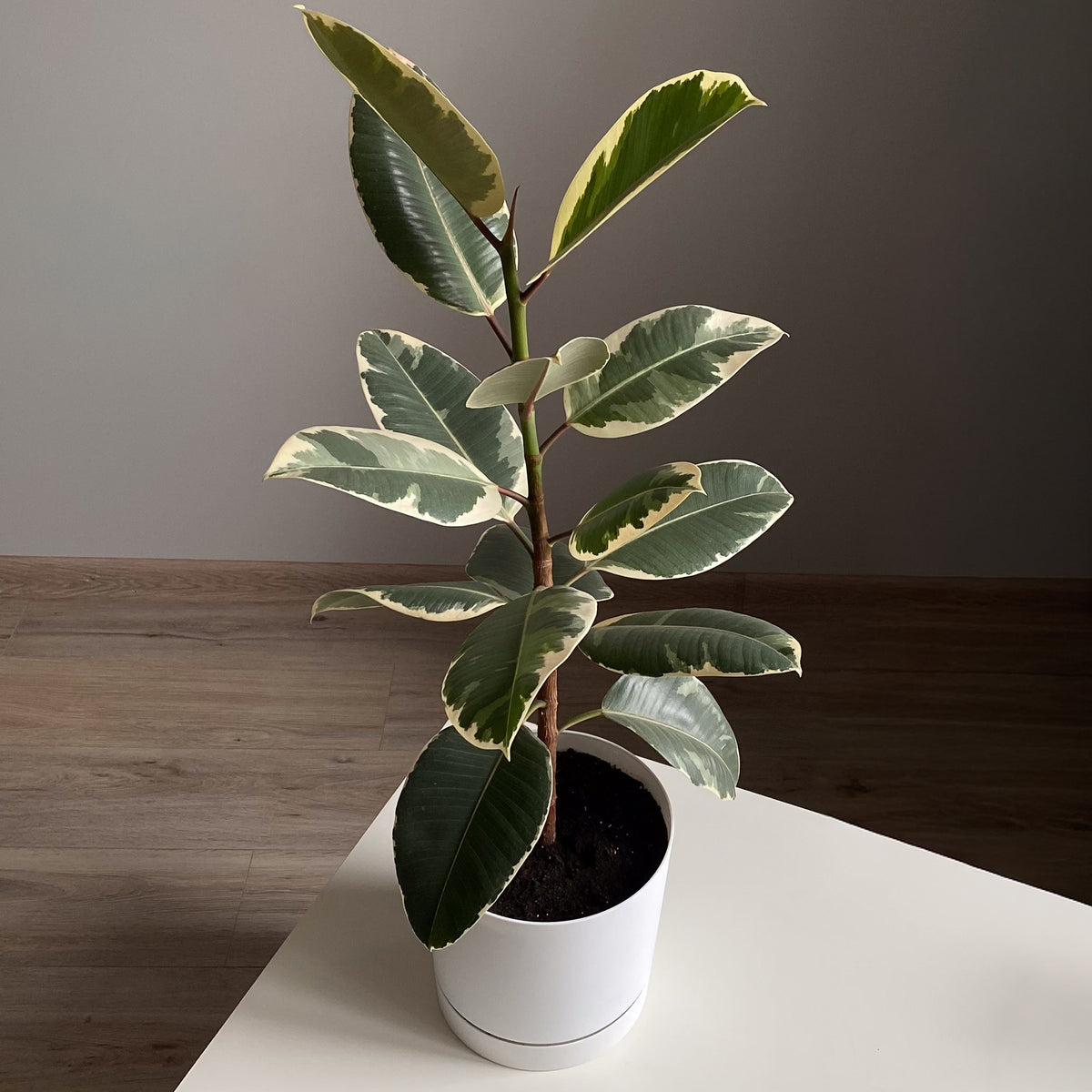 Tineke Rubberplant - Ficus elastica Tineke - Willemse