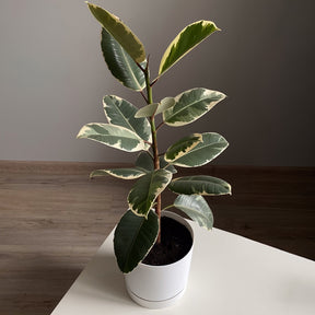 Tineke Rubberplant - Ficus elastica Tineke - Willemse