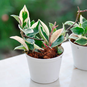 Wasplant - Hoya carnosa Krimson Queen - Willemse