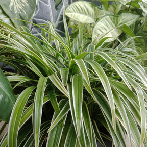 Chlorophytum comosum Ocean - Zebraplant Ocean - Chlorophytum -- Graslelie