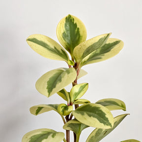 Pepromia Obtipan Bicolor - Willemse