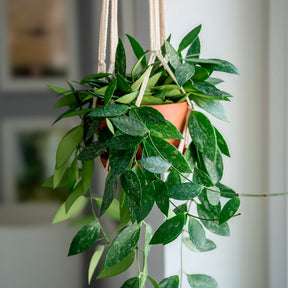Hoya Gracilis - Willemse