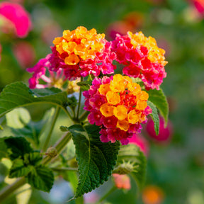 3 Lantana Passievrucht - Lantana Passionfruit - Willemse