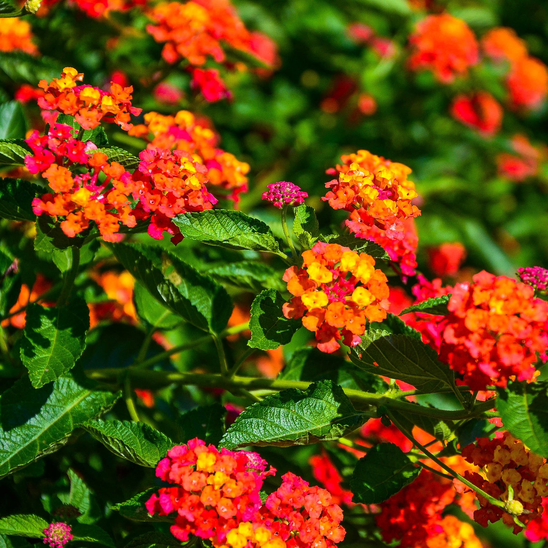 3 Lantana Passievrucht - Willemse